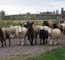 The Flock being moved