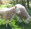 Border Cheviot Rams